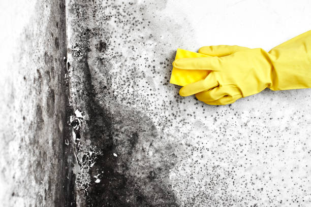 Best Best Mold Removal Companies  in Bellevle, IL