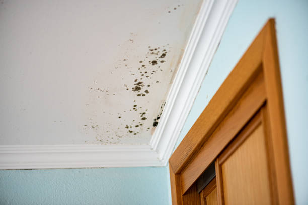 Best Fast Mold Removal  in Bellevle, IL