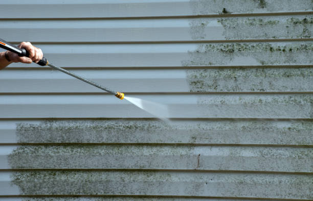 Best Mold Removal and Inspection  in Bellevle, IL
