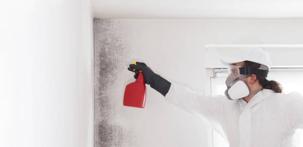 Best Same-Day Mold Removal  in Bellevle, IL