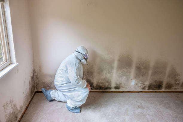 Best Mold Remediation  in Bellevle, IL