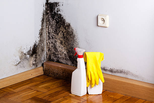 Best Affordable Mold Removal  in Bellevle, IL