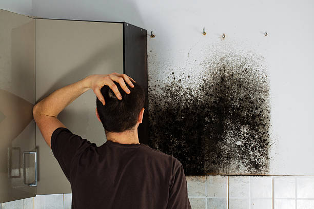Best Mold Cleaning Services  in Bellevle, IL