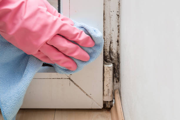 Trusted Belleville, IL Mold Removal Experts