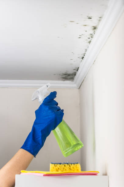 Best Mold Removal Near Me  in Bellevle, IL